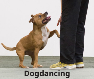 výcvik psů Dogdancing