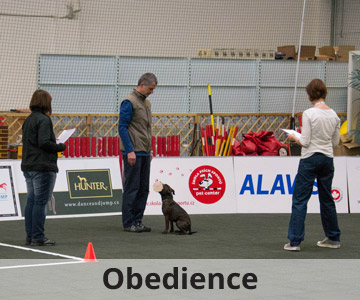 výcvik psů Obedience